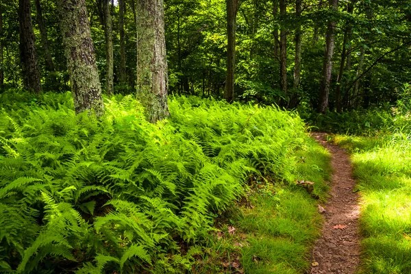 Felci e alberi lungo un sentiero nel Parco Nazionale di Shenandoah, Virgi — Foto Stock