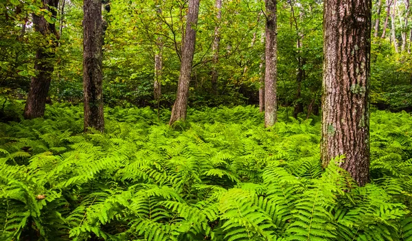 Fougères et arbres dans une forêt, parc national de Shenandoah, Virginie . — Photo