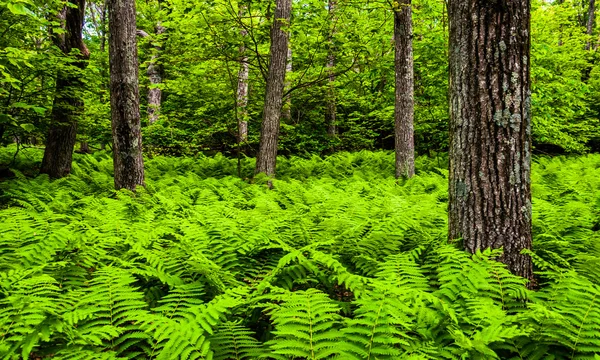 Fougères et arbres dans une forêt luxuriante dans le parc national de Shenandoah, Vi — Photo