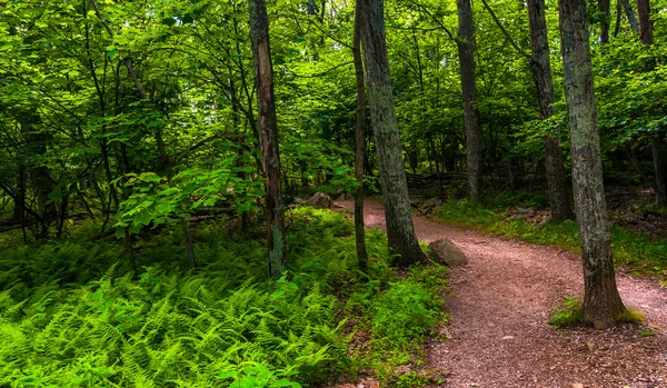 Felci e alberi su un sentiero nel Parco Nazionale di Shenandoah, Virginia — Foto Stock