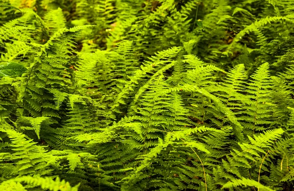 Fougères au parc national de Shenandoah, Virginie . — Photo