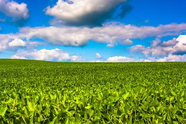 Fields of soybean, in rural Baltimore County, Maryland. — Stock Photo, Image