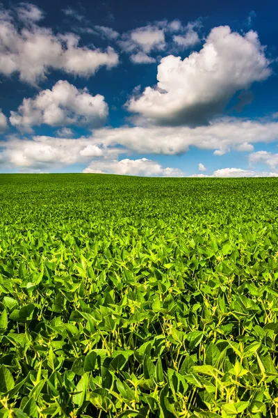 Fields of soybean, in rural Baltimore County, Maryland. — Stock Photo, Image