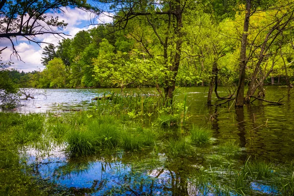 Flooding along the shore of Loch Raven Reservoir in Baltimore, M — Stock Photo, Image