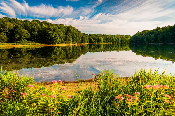 Flowers along the shore of Lake Marburg in Codorus State Park, P — Stock Photo, Image