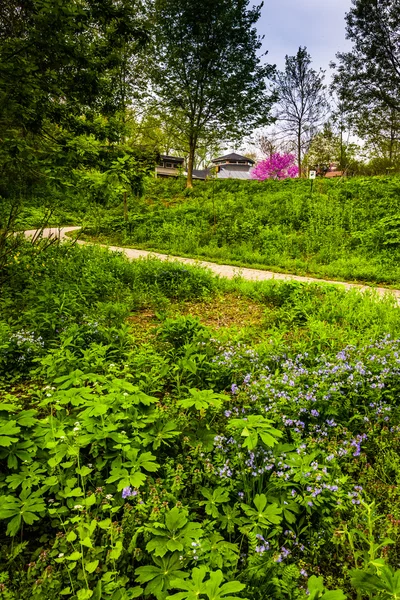 Λουλούδια και μια διαδρομή στο wildwood park στο Χάρισμπουργκ, Πενσυλβανία. — Φωτογραφία Αρχείου