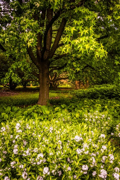 Flores y un árbol en Cylburn Arboretum, Baltimore, Maryland . — Foto de Stock