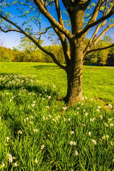 Flowers and tree at Cylburn Arboretum in Baltimore, Maryland. — Stock Photo, Image