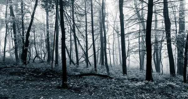 Nebel im Wald, Shenandoah Nationalpark, Jungfrau. — Stockfoto