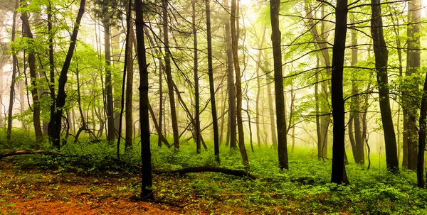 Brouillard dans la forêt, parc national de Shenandoah, Virginie . — Photo