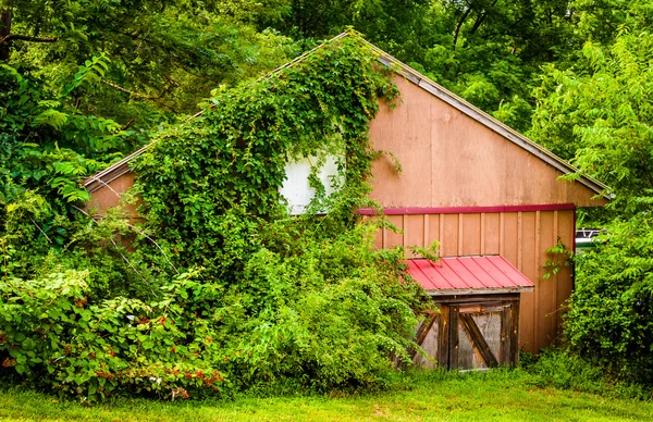 Follaje que cubre un antiguo cobertizo en el condado rural de York, Pensilvania . — Foto de Stock