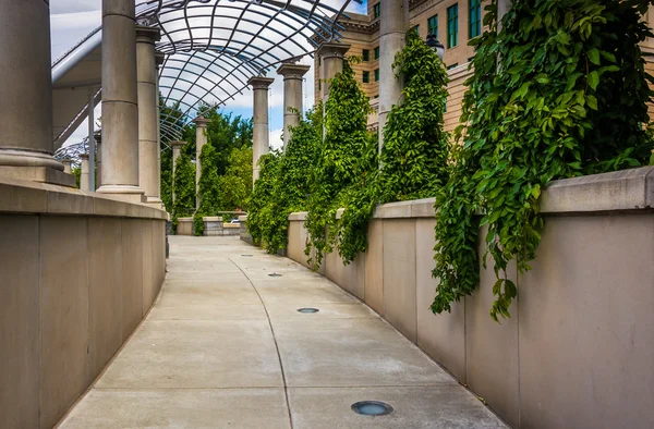 Foliage hanging along a walkway at Pack Square Park in Asheville — Stock Photo, Image