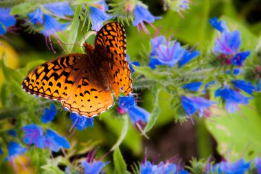 Ladin topuzu monongahel içinde harika süslü fritillary kelebeği