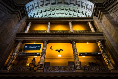 doğal histo smithsonian Müzesi'nde İç Mimarlık
