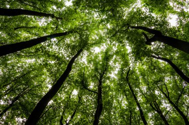 Looking up at tall trees in a forest in Shenandoah National Park clipart
