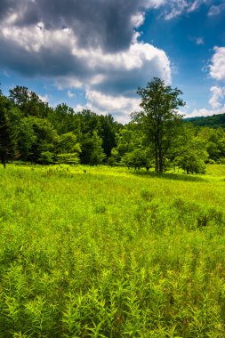 çayır ve ağaçlar canaan valley state Park, west virginia. 