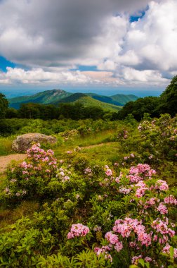 Mountain laurel in meadow and view of Old Rag from an overlook o clipart
