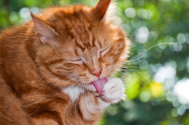 Orange cat licking his paw. clipart
