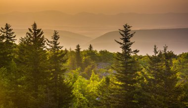 çam ağaçları ve uzak dağlar, gündoğumu görüldü, rock ayı