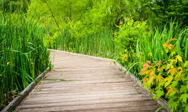 Grasses along a boardwalk trail at Patterson Park, Baltimore, Ma — Stock Photo, Image