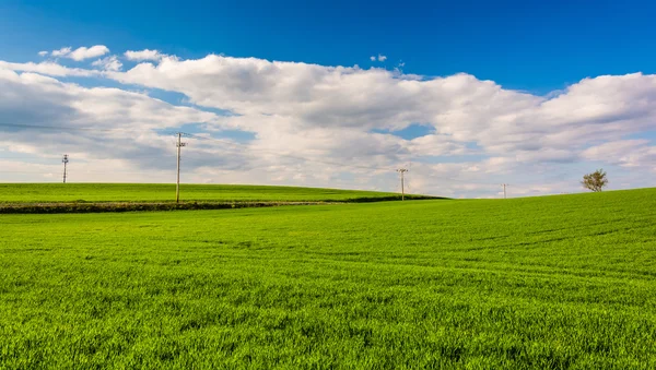 Grasbewachsene Felder im ländlichen Kreis York, Pennsylvania — Stockfoto