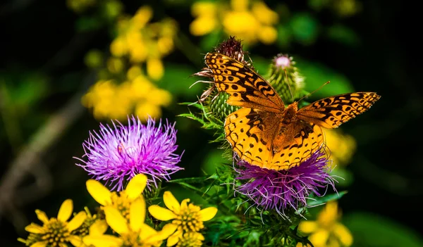 Great Spangled Fritillary butterfly on a purple thistle flower i — Stock Photo, Image