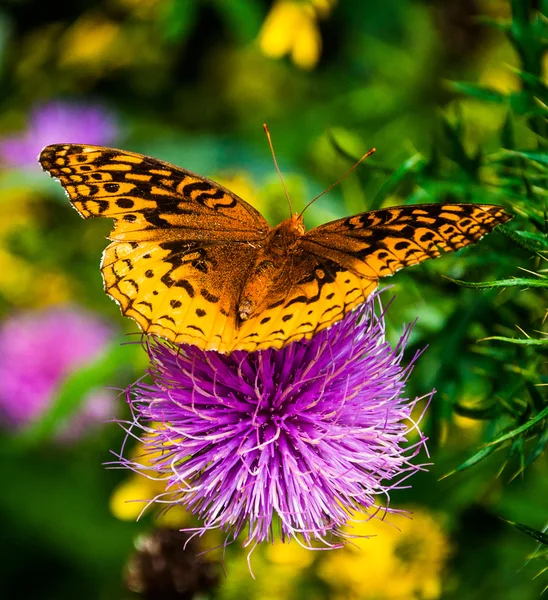 Great Spangled Fritillary butterfly on a purple thistle flower i — Stock Photo, Image