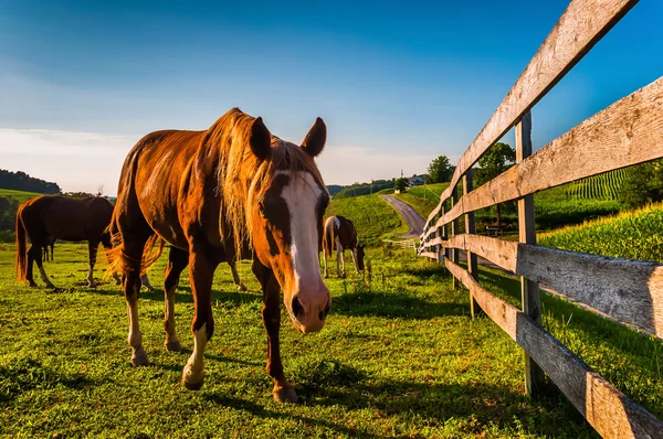 Häst och staket i ett fält på en gård i york county, pennsylvani — Stockfoto