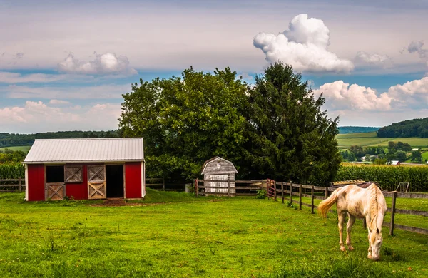 Koń i czerwony stabilne w polu w południowej york county, pennsyl — Zdjęcie stockowe