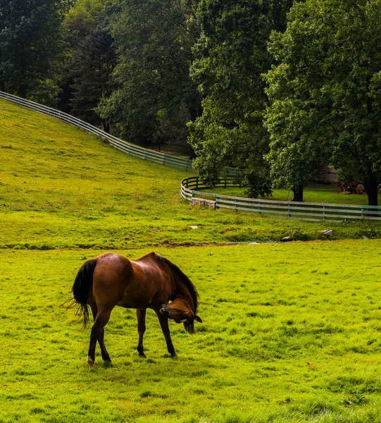 Cavalo em um campo de fazenda no condado de York rural, Pensilvânia . — Fotografia de Stock