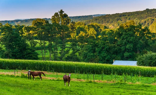 Konie i Niwa na farmie w wiejskich york county, pennsylvani — Zdjęcie stockowe