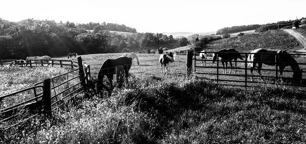 Caballos y cercas en un campo agrícola en el condado de York, Pensilvania . — Foto de Stock