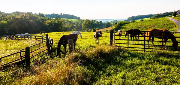 Hästar och staket i ett gård fält i york county, pennsylvania. — Stockfoto