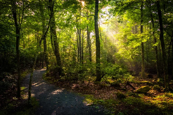 Vigas de luz en el bosque, vistas en el camino Limberlost en Shena — Foto de Stock