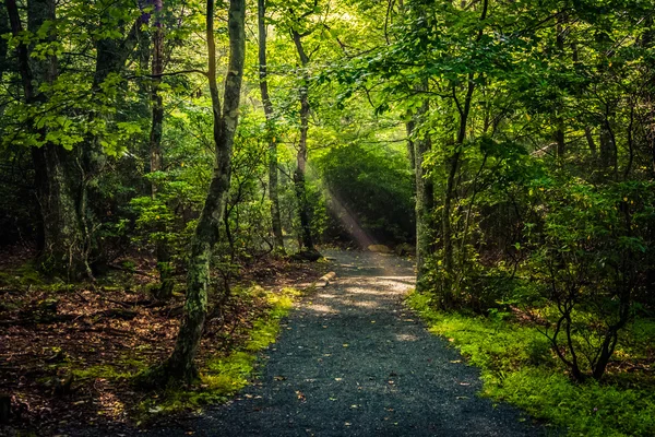 Rayons lumineux dans la forêt, vus sur le sentier Limberlost à Shena — Photo