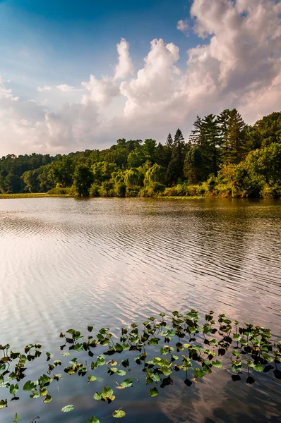 Lily pads em Lake Williams, perto do Condado de York, Pensilvânia . — Fotografia de Stock