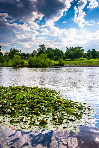 Лили прокладки в пруду в Patterson Park в Балтиморе, Мэриленд . — стоковое фото