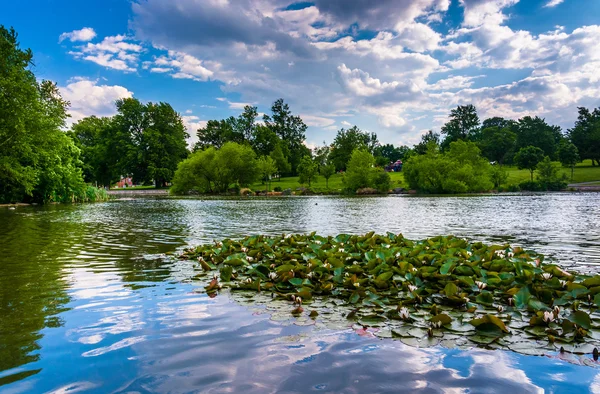 在马里兰州巴尔的摩的帕特森公园池塘里的睡莲叶子. — 图库照片