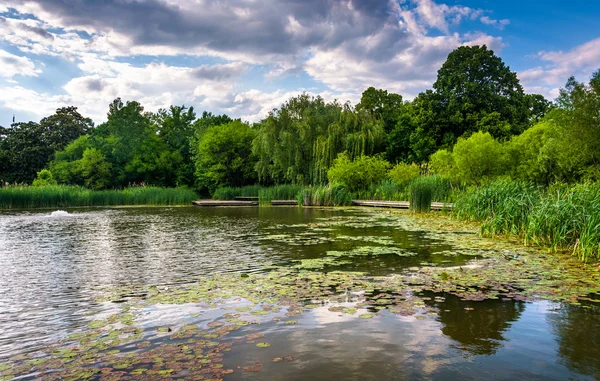 Lily almofadas na lagoa em Patterson Park em Baltimore, Maryland . — Fotografia de Stock