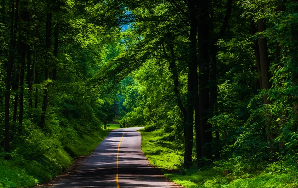 Mirando por un camino rural a través de un bosque en el sur de York Co — Foto de Stock