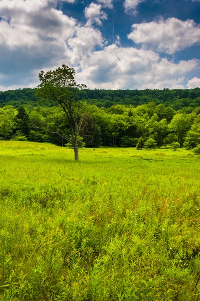 Meadow and trees at Canaan Valley State Park, West Virginia. — Stock Photo, Image