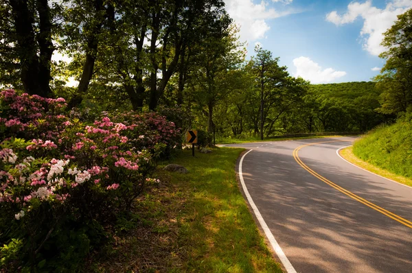 Loureiro de montanha ao longo Skyline Drive em um dia de primavera em Shenandoa — Fotografia de Stock