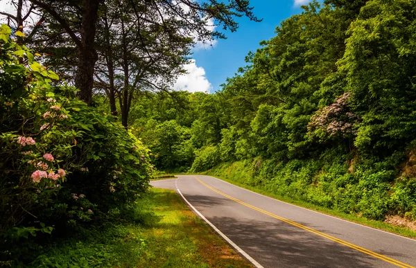 Laurel de montaña a lo largo de Skyline Drive en el Parque Nacional Shenandoah , —  Fotos de Stock