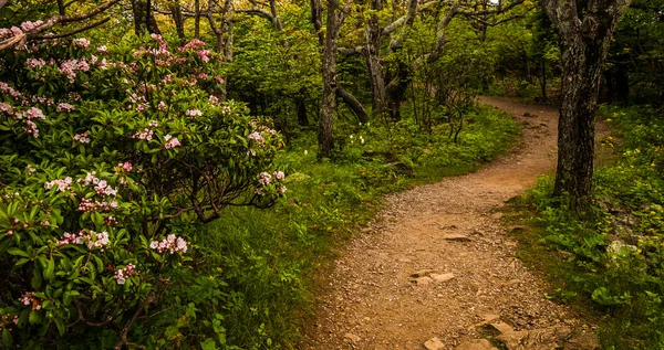 Loureiro de montanha ao longo de uma trilha no Parque Nacional Shenandoah, Virgi — Fotografia de Stock