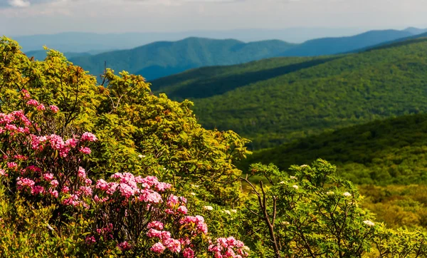 Mountain laurel and view of the Blue Ridge on Stony Man Mountain — Stock Photo, Image