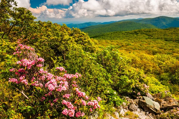 Loureiro de montanha e vista dos Apalaches em Stony Man Mounta — Fotografia de Stock