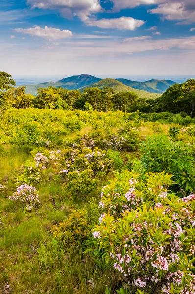 Mountain laurel at Thoroughfare Overlook, on Skyline Drive in Sh — Stock Photo, Image