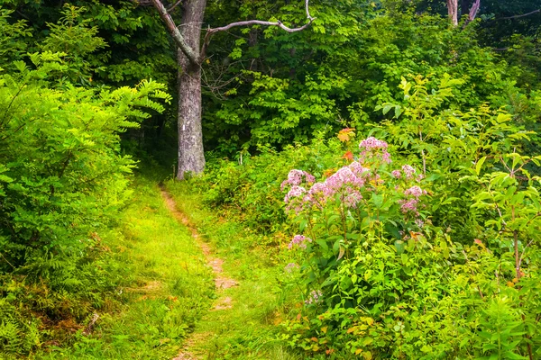 Narrow trail through a forest in Shenandoah National Park, Virgi — Stock Photo, Image