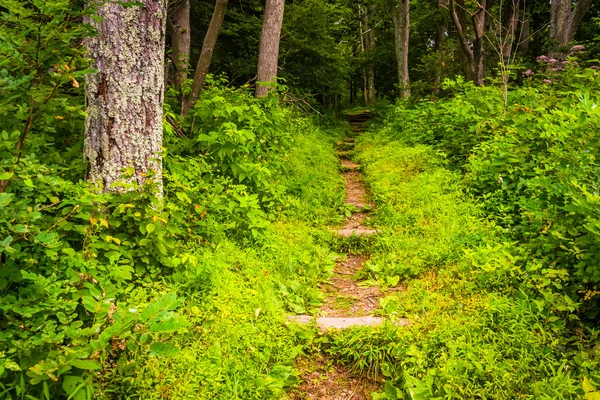 Narrow trail through a forest in Shenandoah National Park, Virgi — Stock Photo, Image