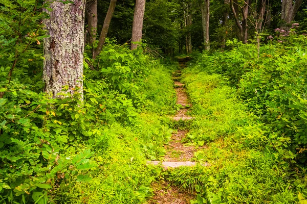 Sendero estrecho a través de un bosque en el Parque Nacional Shenandoah, Virgi —  Fotos de Stock